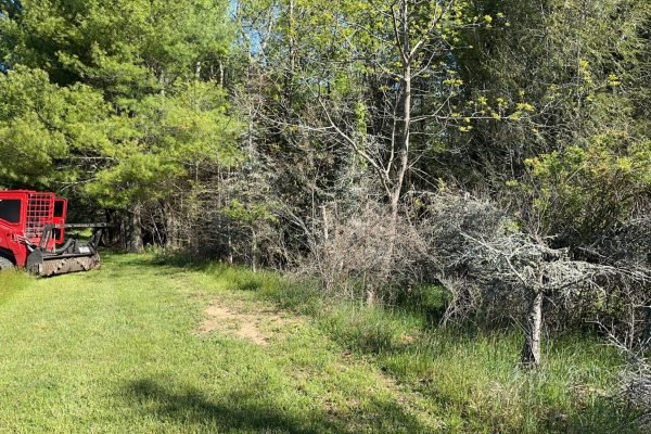 Land-Clearing3 Land-Clearing3