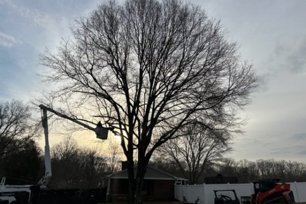 Tree-Work4 Tree-Work4